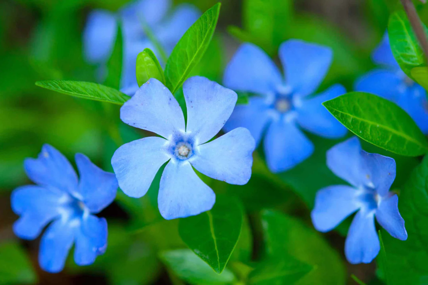 Natuurlijke Kracht Voor Uw Tuin
